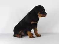 Rizzo, a male Rottweiler for sale in Mount Eaton, OH – 8 of 9