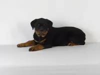 Rizzo, a male Rottweiler for sale in Mount Eaton, OH – 4 of 9