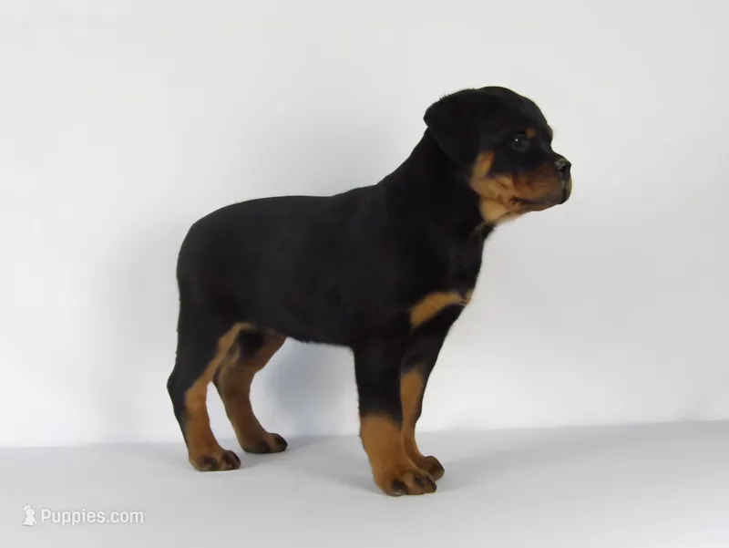 Rizzo – Rottweiler puppy for sale in Mount Eaton, OH