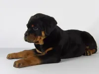 Rolex, a male Rottweiler for sale in Mount Eaton, OH – 6 of 9