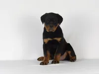 Ryder, a male Rottweiler for sale in Mount Eaton, OH – 4 of 10