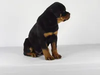 Rolex, a male Rottweiler for sale in Mount Eaton, OH – 8 of 9