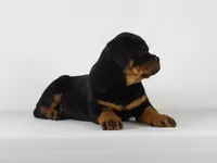 Rolex, a male Rottweiler for sale in Mount Eaton, OH – 7 of 9