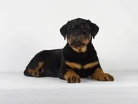 Rolex, a male Rottweiler for sale in Mount Eaton, OH – 2 of 9