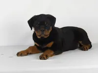 Nova, a male Rottweiler for sale in Mount Eaton, OH – 5 of 9