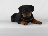 Nila, a male Rottweiler for sale in Mount Eaton, OH – 2 of 10