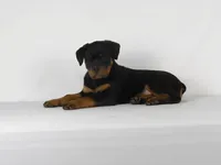 Stacey, a male Rottweiler for sale in Mount Eaton, OH – 2 of 10