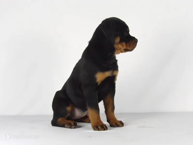 Stacey – Rottweiler puppy for sale in Mount Eaton, OH