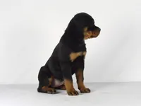 Stacey, a male Rottweiler for sale in Mount Eaton, OH – 4 of 10