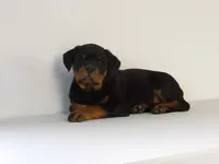 Robro, a male Rottweiler for sale in Mount Eaton, OH – 6 of 9