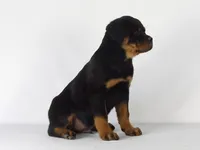 Rizzo, a male Rottweiler for sale in Mount Eaton, OH – 9 of 9
