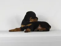 Stacey, a male Rottweiler for sale in Mount Eaton, OH – 5 of 10