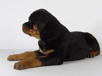 Rolex, a male Rottweiler for sale in Mount Eaton, OH – 5 of 9