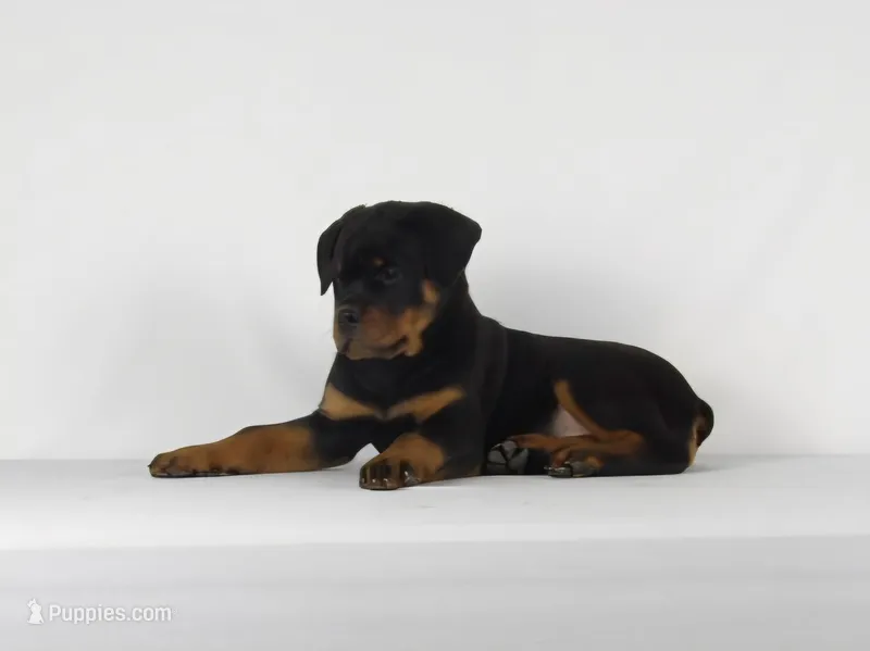 Stacey – Rottweiler puppy for sale in Mount Eaton, OH