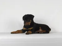 Stacey, a male Rottweiler for sale in Mount Eaton, OH – 1 of 10