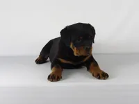 Ryder, a male Rottweiler for sale in Mount Eaton, OH – 2 of 10