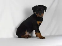 Stacey, a male Rottweiler for sale in Mount Eaton, OH – 7 of 10