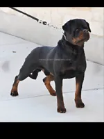 Motto, a male Rottweiler for sale in Mount Eaton, OH – 9 of 10