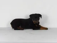 Motto, a male Rottweiler for sale in Mount Eaton, OH – 5 of 10