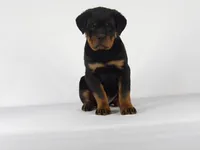 Ryder, a male Rottweiler for sale in Mount Eaton, OH – 6 of 10