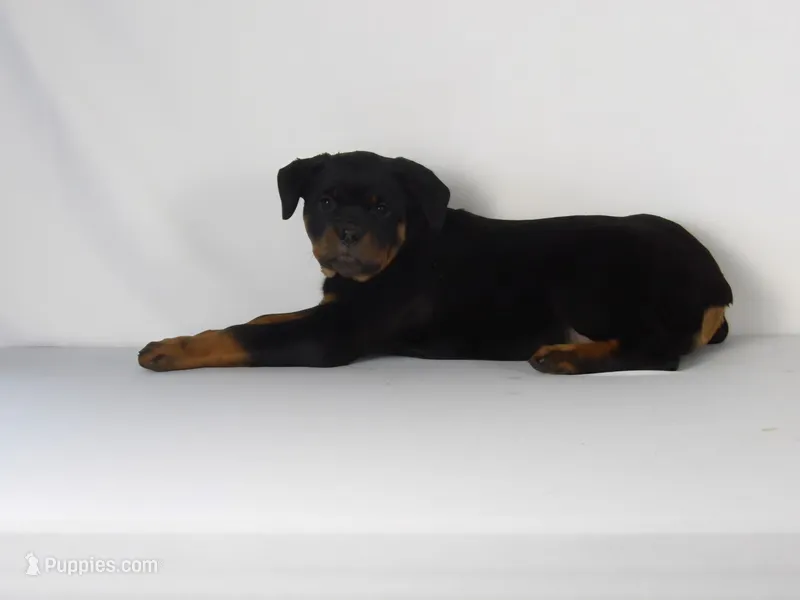 Motto – Rottweiler puppy for sale in Mount Eaton, OH