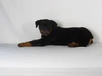 Motto, a male Rottweiler for sale in Mount Eaton, OH – 7 of 10