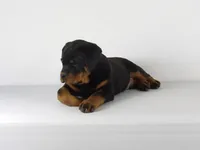 Robro, a male Rottweiler for sale in Mount Eaton, OH – 4 of 9