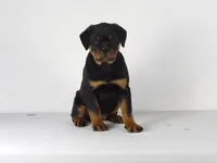 Nova, a male Rottweiler for sale in Mount Eaton, OH – 8 of 9
