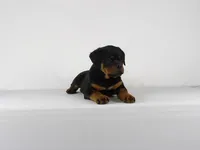 Nila, a male Rottweiler for sale in Mount Eaton, OH – 10 of 10