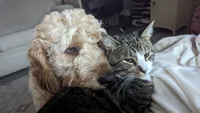Kelly, a female Goldendoodle for sale in Conway, SC – 5 of 6