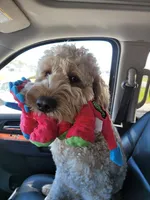 Chanel , a female Goldendoodle for sale in Conway, SC – 5 of 6