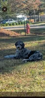 Grayson, a male Goldendoodle for sale in Conway, SC – 3 of 6