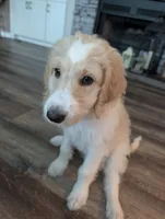 Princess, a female Goldendoodle for sale in Conway, SC – 2 of 8