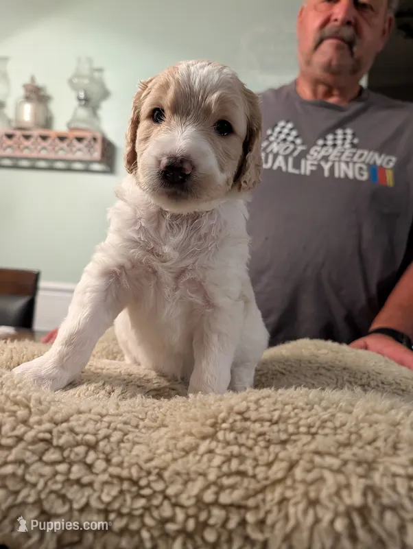 Georgia – Goldendoodle puppy for sale in Conway, SC