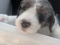 Grayson, a male Goldendoodle for sale in Conway, SC – 5 of 6