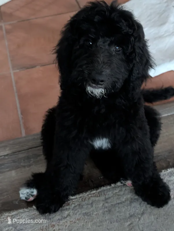 Ebony – Goldendoodle puppy for sale in Conway, SC
