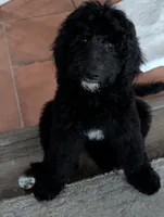 Ebony, a female Goldendoodle for sale in Conway, SC – 1 of 7