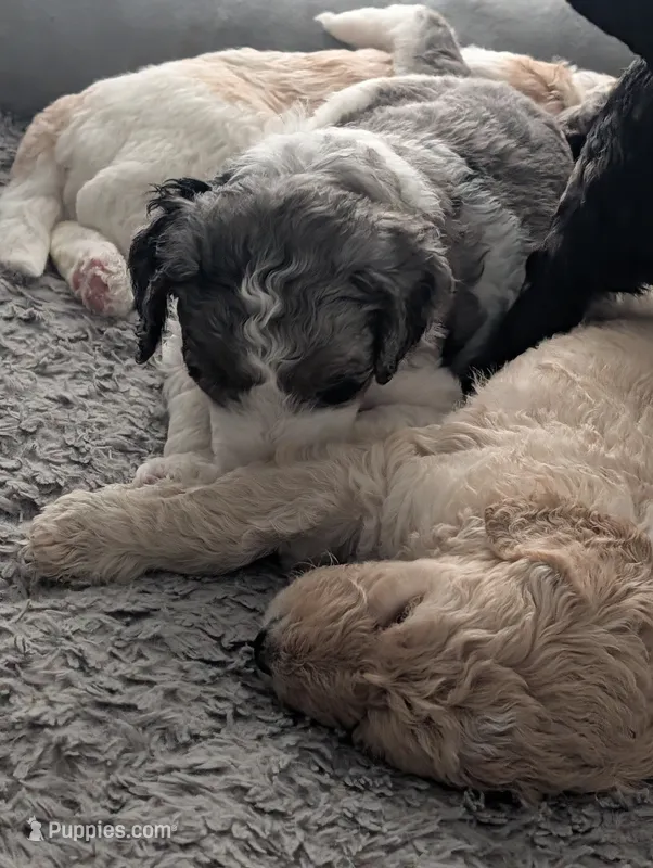 Grayson – Goldendoodle puppy on hold in Conway, SC