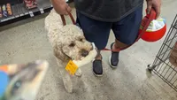 Princess, a female Goldendoodle for sale in Conway, SC – 3 of 6