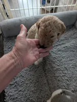 Simba, a male Goldendoodle for sale in Conway, SC – 3 of 7