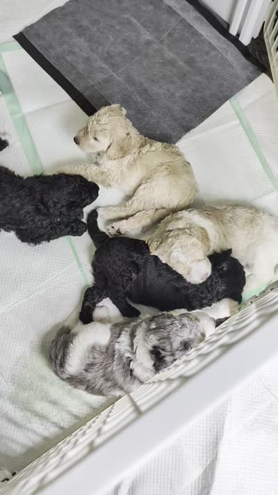 Grayson, a male Goldendoodle for sale in Conway, SC – 2 of 4