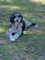 Georgia, a female Goldendoodle for sale in Conway, SC – 6 of 6