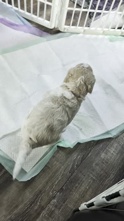 Georgia, a female Goldendoodle for sale in Conway, SC – 5 of 6