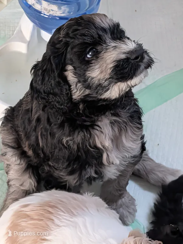 Arianna – Goldendoodle puppy on hold in Conway, SC