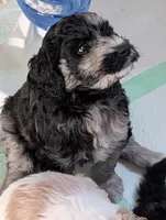 Arianna, a female Goldendoodle for sale in Conway, SC – 1 of 5