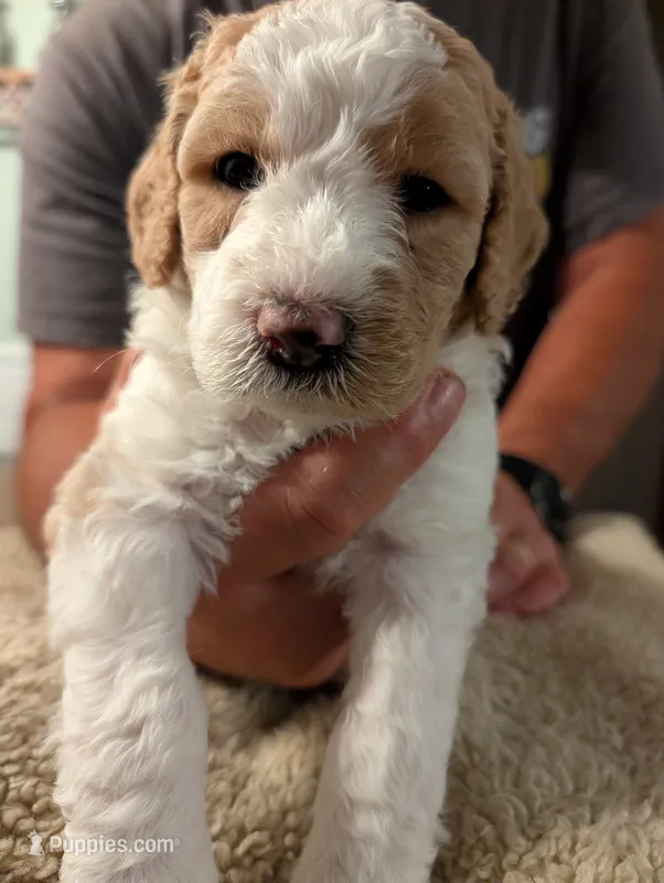 Chanel – Goldendoodle puppy for sale in Conway, SC