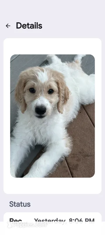 Princess – Goldendoodle puppy for sale in Conway, SC