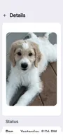 Princess, a female Goldendoodle for sale in Conway, SC – 1 of 8