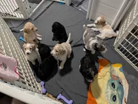 Chanel , a female Goldendoodle for sale in Conway, SC – 4 of 6