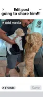 Princess, a female Goldendoodle for sale in Conway, SC – 5 of 8